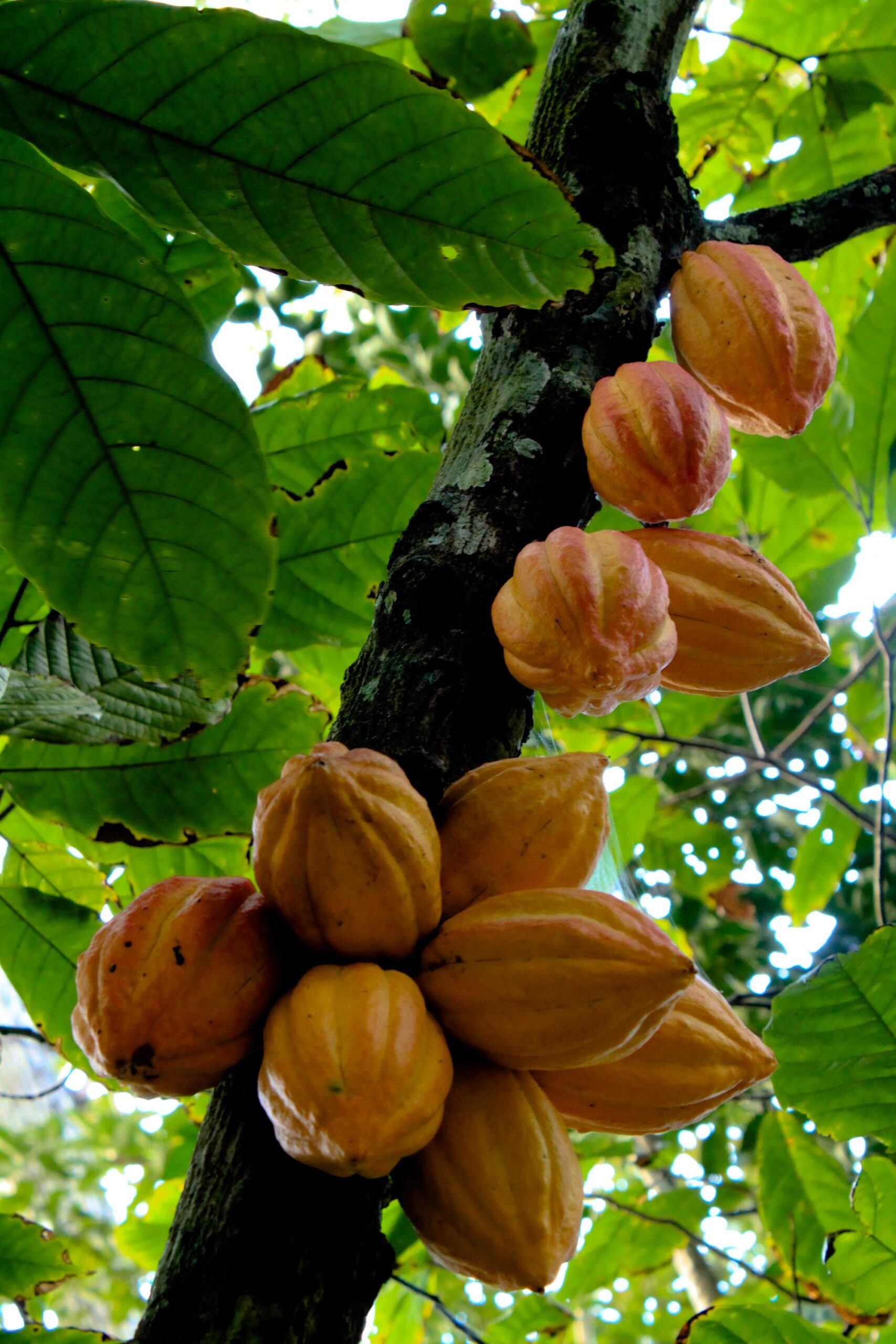 Fruto del cacao, Theobroma cacao, la planta cuyo uso más antiguo de América se documentó en Santa Ana-La Florida