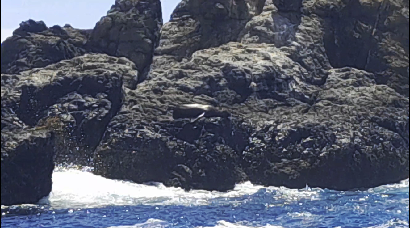 Lobo marino sobre las rocas de la isla de Salango
