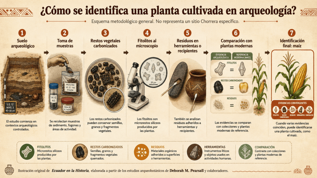 Esquema metodológico de arqueobotánica para identificar plantas cultivadas, como el maíz, en la cultura Chorrera: suelo arqueológico, restos carbonizados, fitolitos, residuos en herramientas y comparación con plantas modernas