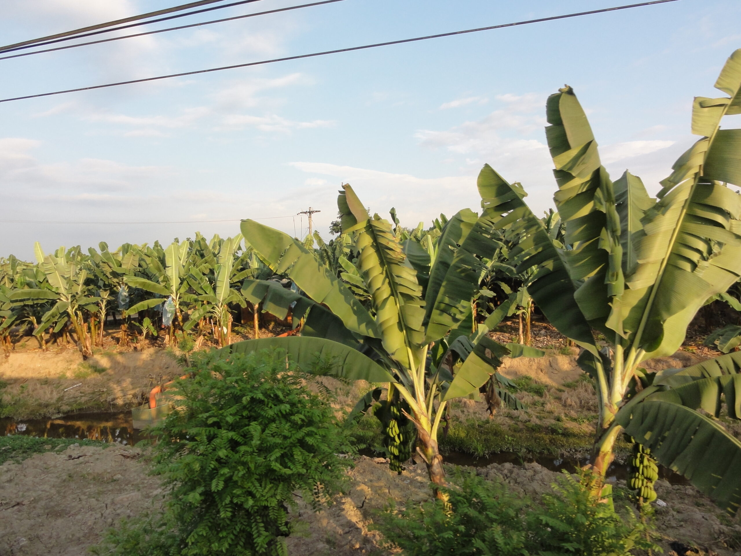 Plantación de banano en la costa del Ecuador