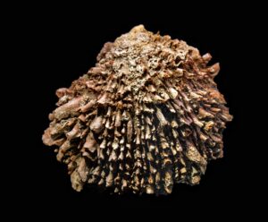 El Spondylus: la concha sagrada de los Andes