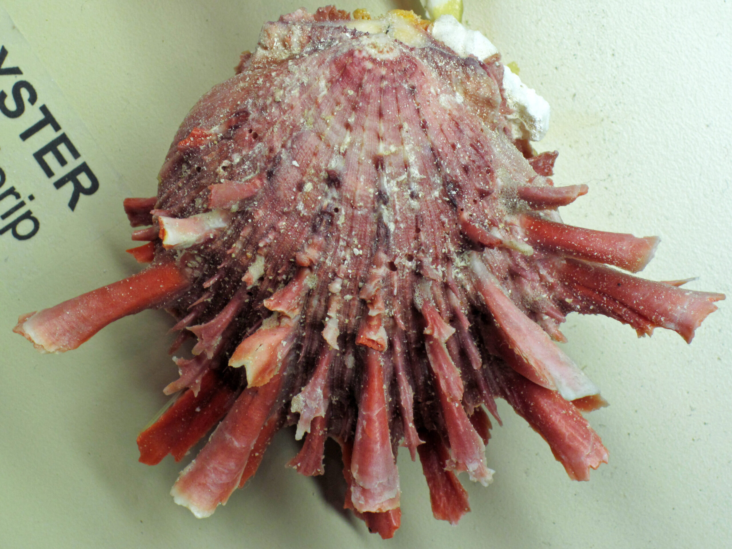 Concha espinosa de Spondylus princeps, la ostra espinosa del Pacífico, objeto central del intercambio prehispánico