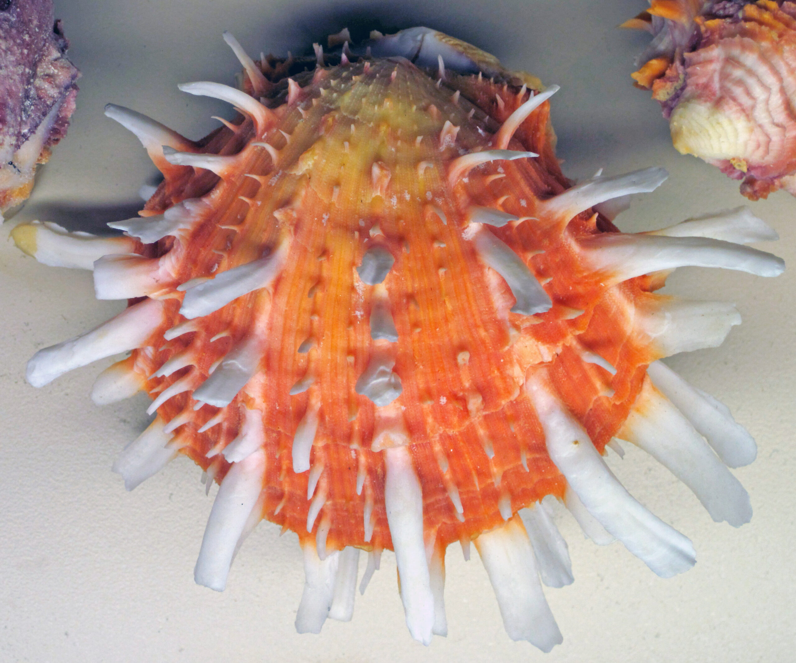 Detalle de las espinas entrelazadas del Spondylus princeps, la ostra espinosa del Pacífico