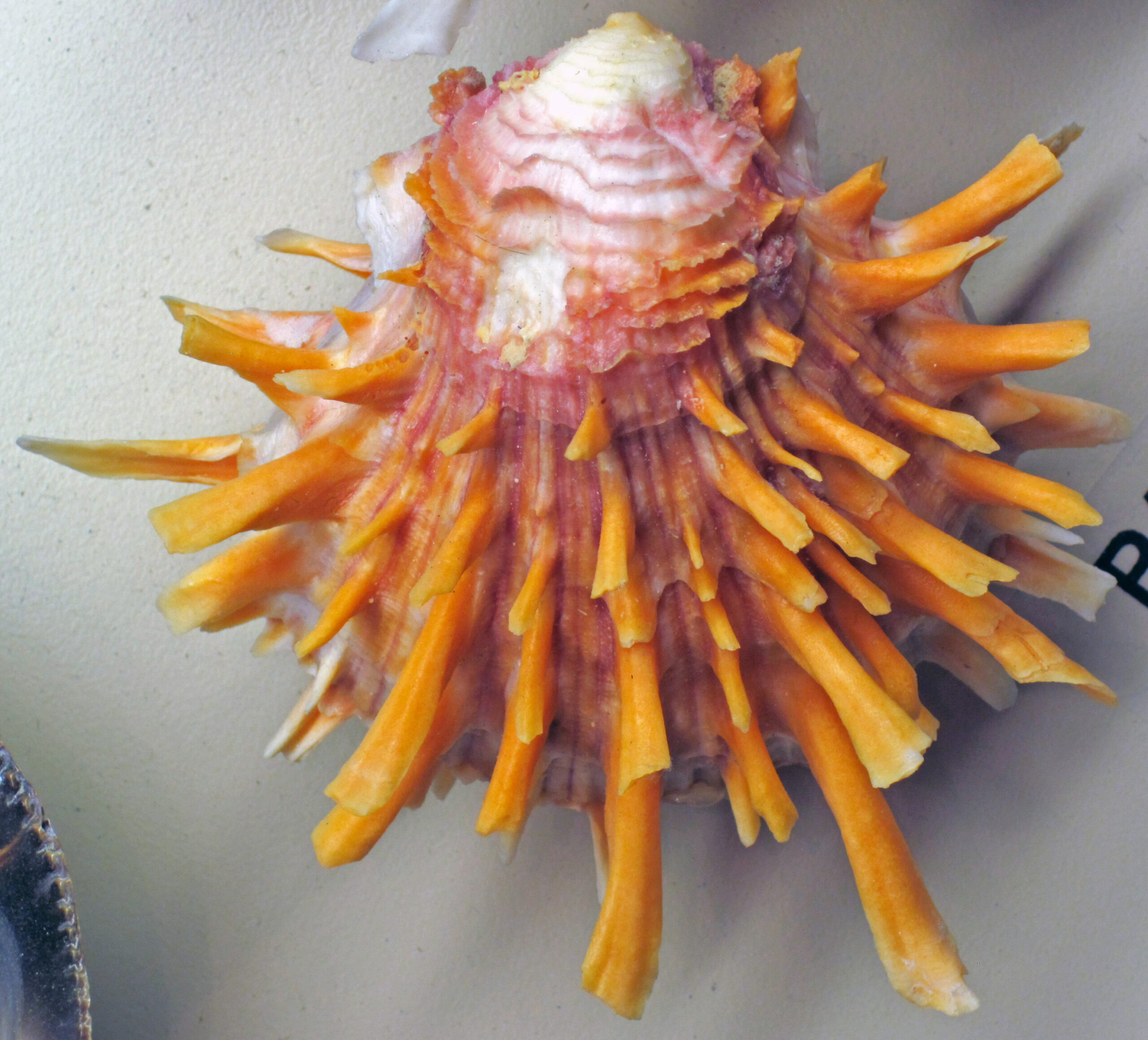 Par de valvas de Spondylus princeps con sus espinas características y la banda labial roja