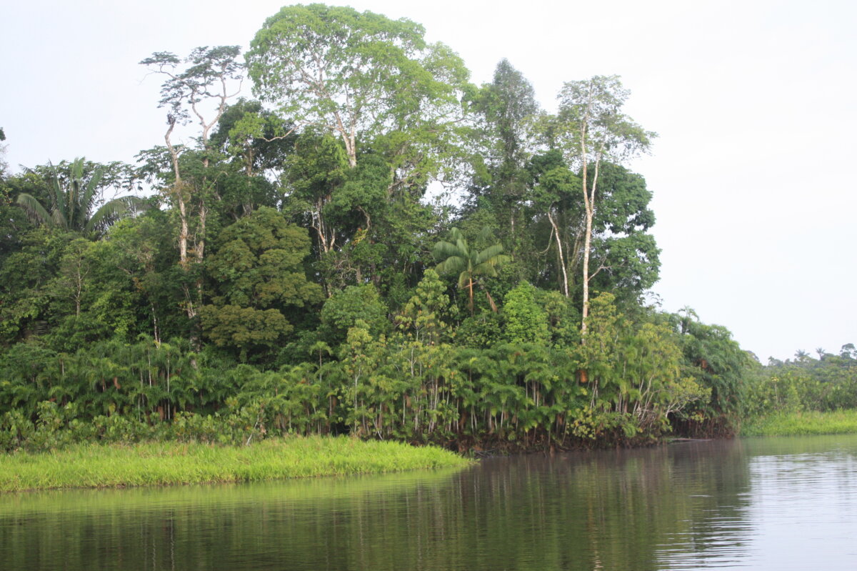 Parque Nacional Yasuní, en la Amazonía ecuatoriana
